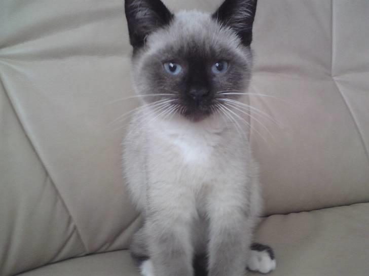 Blanding af racer Batman billede 5