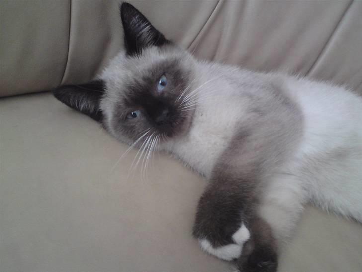 Blanding af racer Batman billede 6