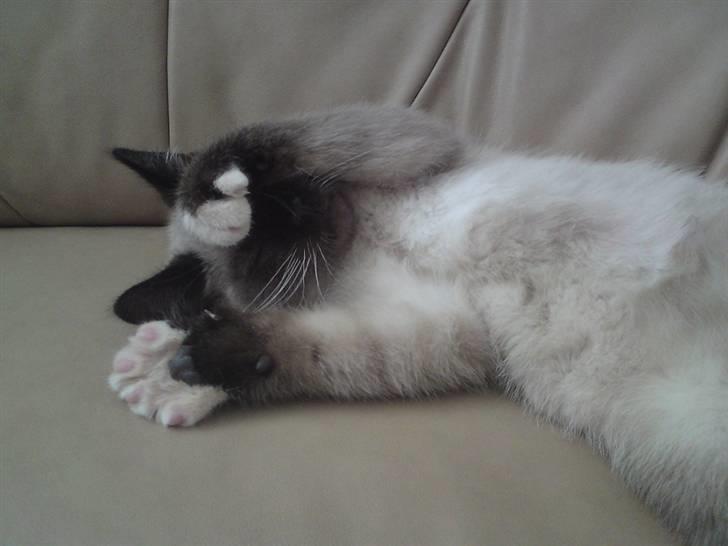 Blanding af racer Batman billede 7