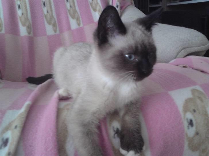 Blanding af racer Batman billede 8