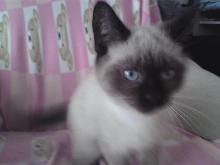 Blanding af racer Batman billede 9