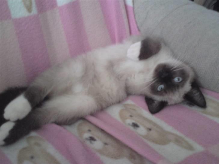 Blanding af racer Batman billede 10