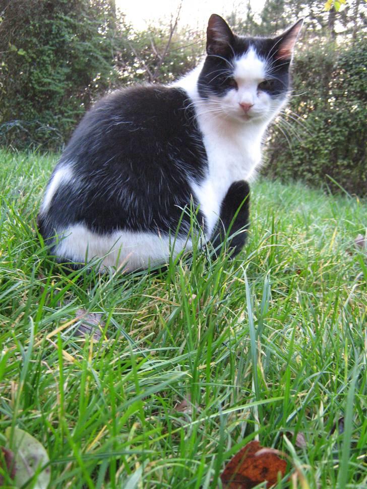 Huskat Nuser* Solgt* D; billede 19