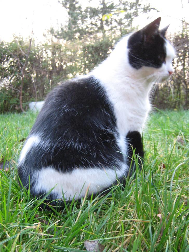 Huskat Nuser* Solgt* D; billede 20