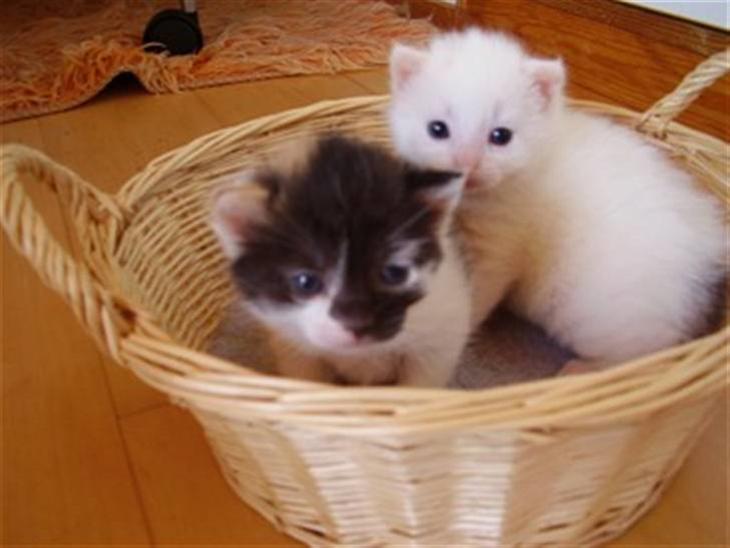 Huskat Malthe - Lille missekat.. billede 1