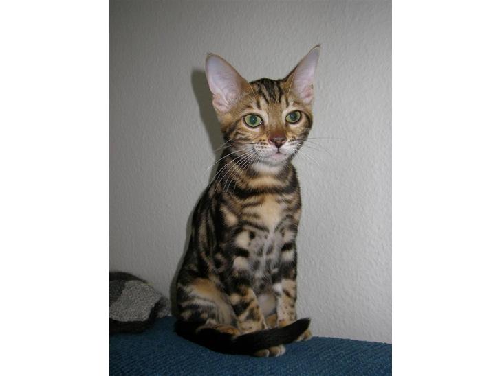 Bengal Inara billede 1