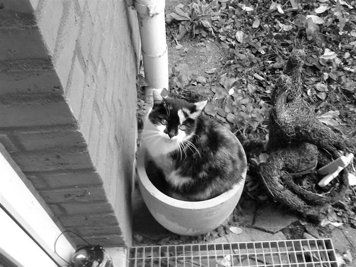 Huskat Missemor. VÆK! :( - Ggggg....MIN potteplante!!!!!!!!! billede 1