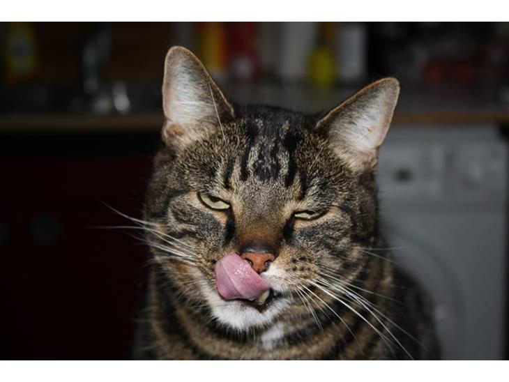 Huskat Robin billede 1
