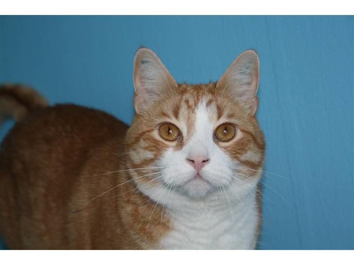 Huskat Bobbe billede 1
