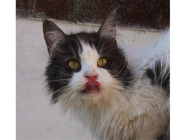 {{currentPhoto.altText}} billede {{currentPhoto.number}}