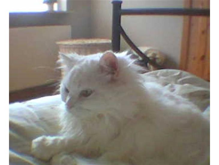 {{currentPhoto.altText}} billede {{currentPhoto.number}}