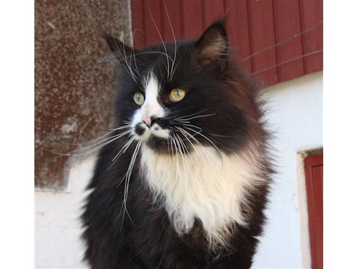 {{currentPhoto.altText}} billede {{currentPhoto.number}}