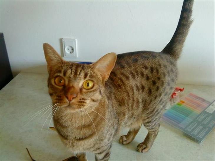 Ocicat Camena  - det første billed jeg fik af min mena :=  billede 1