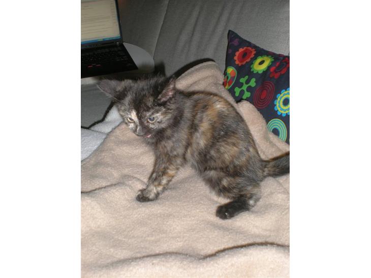 Huskat Prixie billede 1