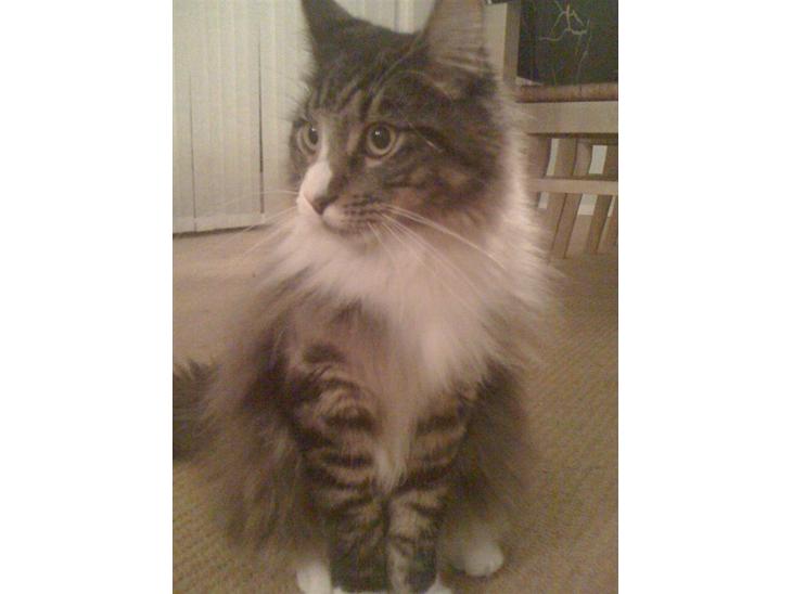 Maine Coon Simba billede 1