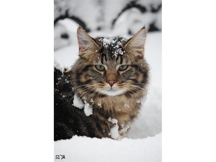 Norsk Skovkat Nero - MIJAUUUV - det´ mig der er Nero! Her er jeg i min første sne! D. 16/12 ´09. billede 1