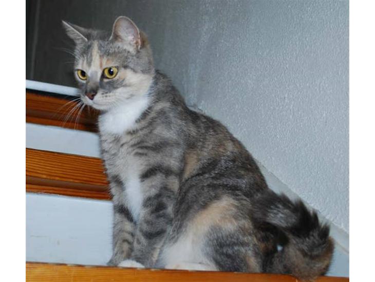 Huskat Perle billede 1