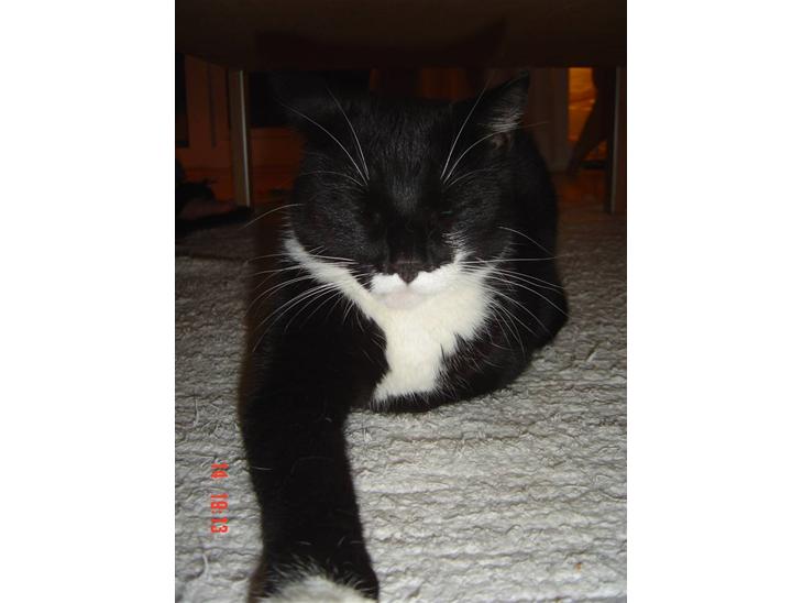 {{currentPhoto.altText}} billede {{currentPhoto.number}}