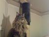 Maine Coon oscar