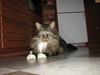 Maine Coon Sofus