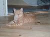 British Shorthair Elliot