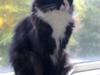 Maine Coon pjuske