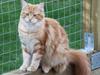 Maine Coon Gabby *Flyttet* [Tidl. kat]