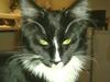 Maine Coon miv