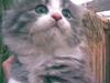 Maine Coon Gizmo