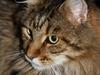 Maine Coon Kumari af Ly DK