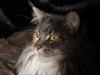 Maine Coon Dream Eagles DK Himalaya