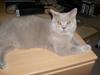 British Shorthair jamie [ Himmelkat]