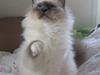 Hellig Birma Sir & Lady´s Lady Fanny