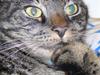 Huskat Oliver (Maria's kat)