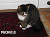 Huskat Mille R.I.P