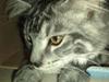 Blanding af racer Bamse R.I.P.