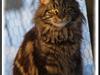 Maine Coon DK Proud Danish Izarra  [ Himmelkat]