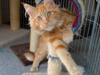 Maine Coon Princess *solgt* [Tidl. kat]