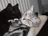 British Shorthair Enzo
