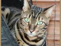 Bengal Tattoo Of Golden Haze