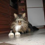 Maine Coon Sofus