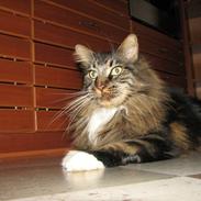 Maine Coon Sofus