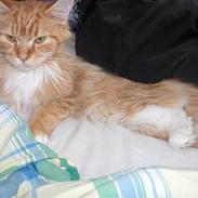 Maine Coon BAM