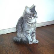 Blanding af racer Findus