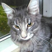 Blanding af racer Findus