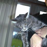 Blanding af racer Findus