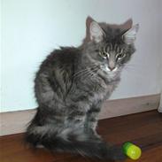 Blanding af racer Findus