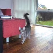 Blanding af racer Findus