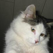 Blanding af racer Grimme