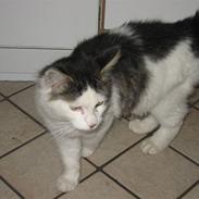 Blanding af racer Grimme